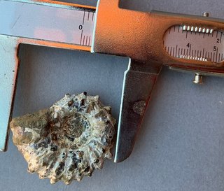 Fósil Amonite Douvilleiceras mammillatum
