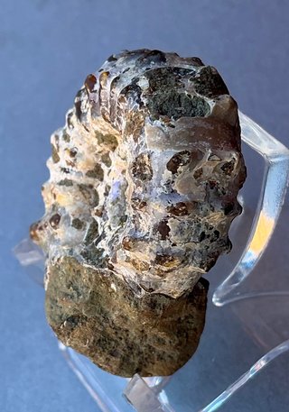 Fósil Amonite Douvilleiceras mammillatum