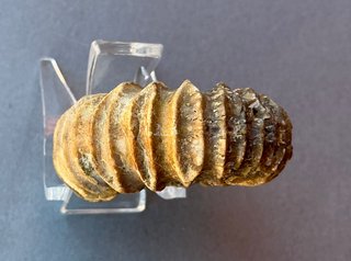 Fósil Amonite Pavlovia latrensis