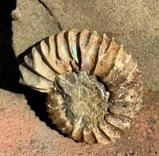 Fósil Amonite Pavlovia latrensis