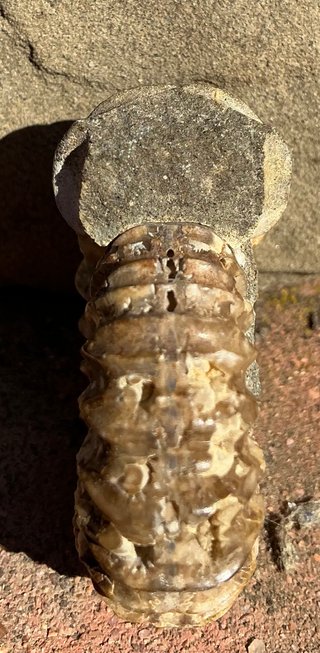 Fósil Amonite Pavlovia latrensis