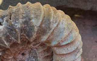 Fósil Amonite Pavlovia latrensis