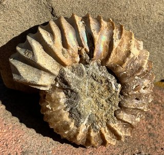 Fósil Amonite Pavlovia latrensis