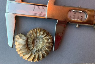 Fósil Amonite Pavlovia latrensis