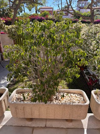 Plantas jardín, terassa ficus menjamina