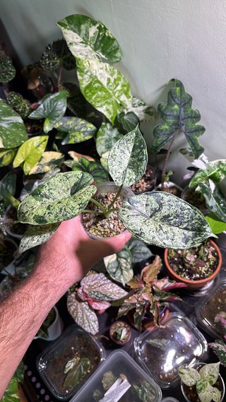 Pack Davi Plantas Variadas