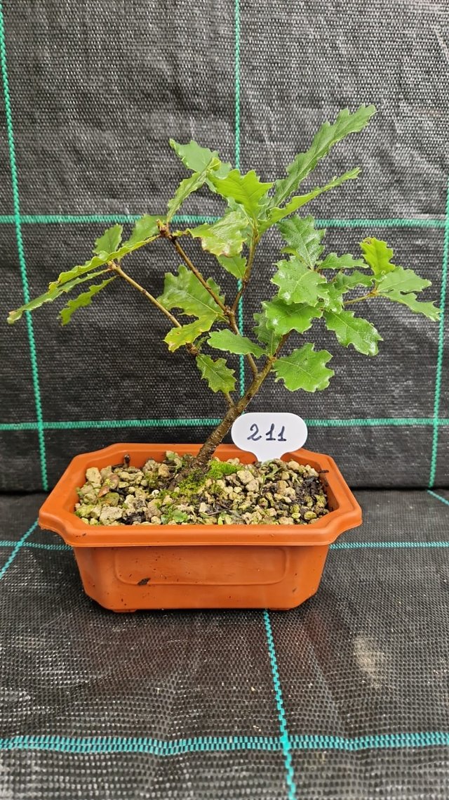 Bonsai di Quercia Roverella (Quercus Pubescens)211