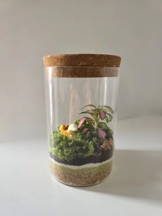 Terrario con fittonias y ardilla