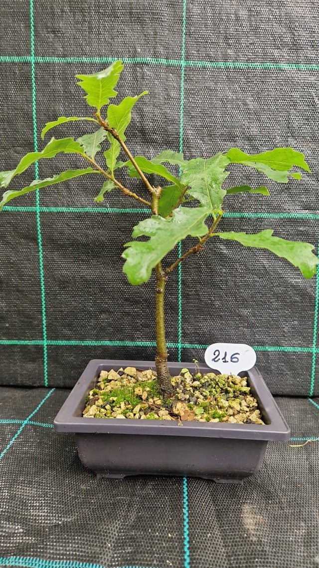 Bonsai di Cerro (Quercus Cerris) 216