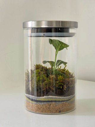 Terrario Fittonia y Musgo Tapa Metálica