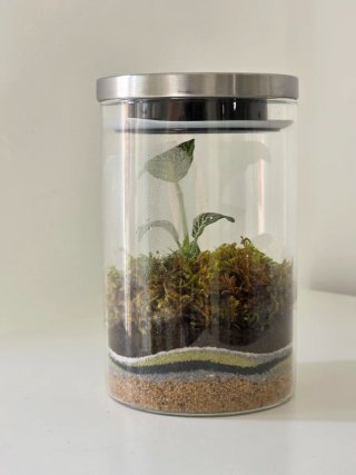 Terrario Fittonia y Musgo Tapa Metálica