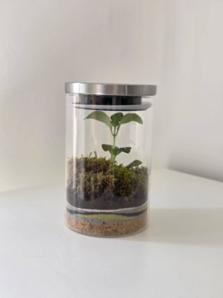 Terrario Fittonia y Musgo Tapa Metálica