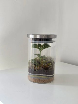 Terrario Fittonia y Musgo Tapa Metálica