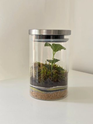 Terrario Fittonia y Musgo Tapa Metálica