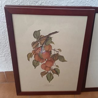 Antichi quadri Vitis Vinifera