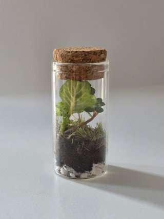 Mini terrario 7 cm