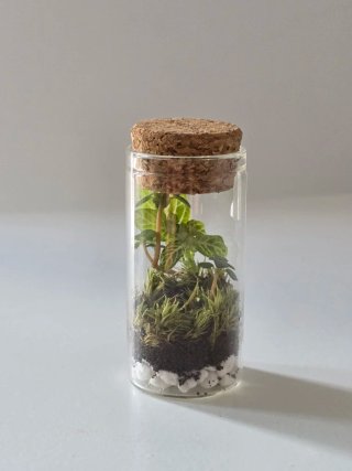Mini terrario 7 cm