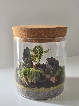 Terrario Fittonia con Piedras y Musgo