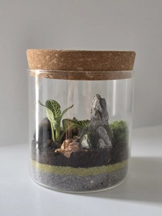 Terrario Fittonia con Piedras y Musgo