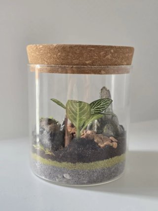 Terrario Fittonia con Piedras y Musgo