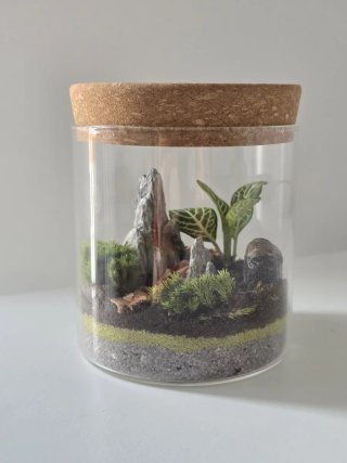 Terrario Fittonia con Piedras y Musgo