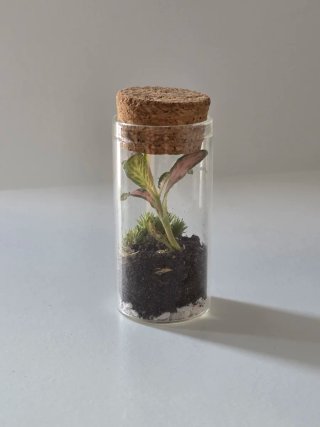 Mini terrario cápsula 3x7cm con planta Fittonia