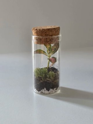 Mini terrario cápsula 3x7cm con planta Fittonia
