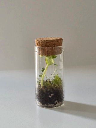 Mini terrario Petit, naturaliza cualquier lugar