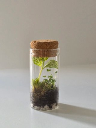 Mini terrario Petit, naturaliza cualquier lugar