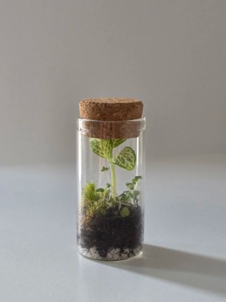 Mini terrario Petit, naturaliza cualquier lugar