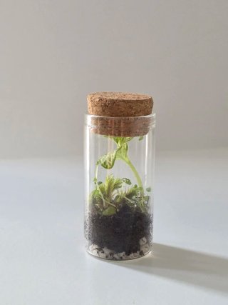 Mini terrario Petit, naturaliza cualquier lugar