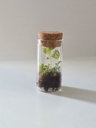 Mini terrario Petit, naturaliza cualquier lugar