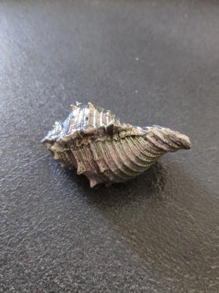 Conchiglia decorativa con finitura argentata