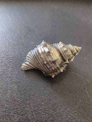 Conchiglia decorativa con finitura argentata
