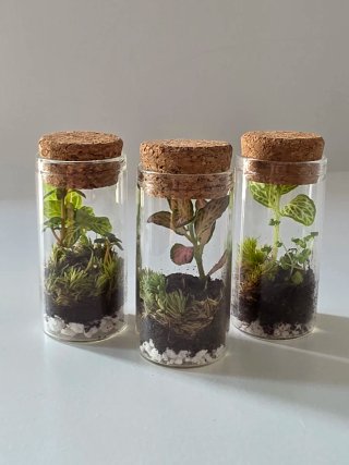 Pack 3 mini terrarios 3x7 cm