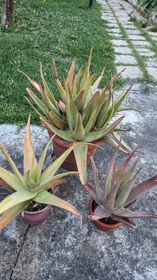 Aloe Híbrido Ornamental 3