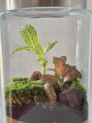 Terrario artesanal hecho a mano,  Con figura erizo