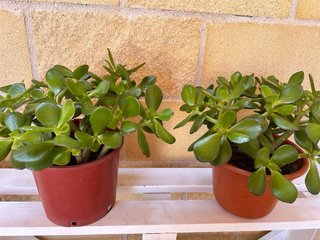 Arbol de Jade