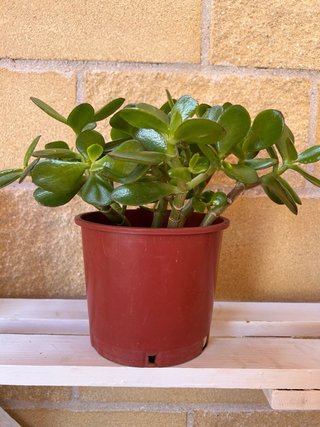 Arbol de Jade