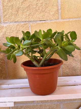 Arbol de Jade