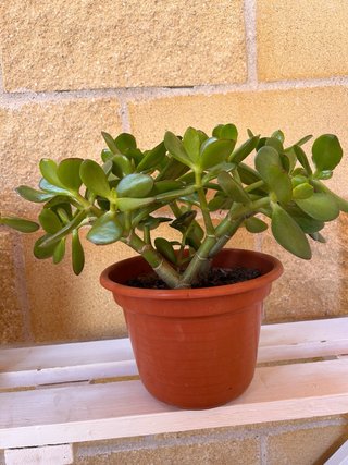 Arbol de Jade