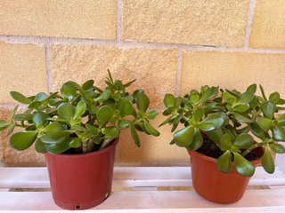 Arbol de Jade