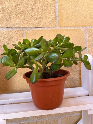 Arbol de Jade