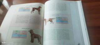 An Identification Guide to Dog Breeds