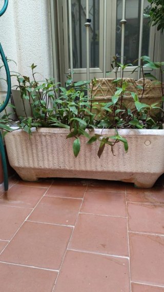 Jardinera de piedra. A recoger en Salamanca capita