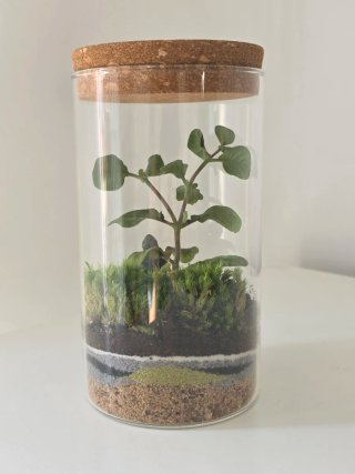 Terrario artesanal, mini paisaje y figura de Buda