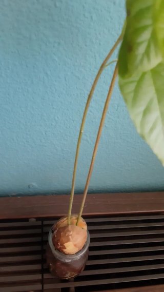 Planta de aguacate con dos tallos