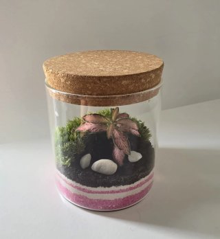 Terrario con Fittonia Rosa y Piedras