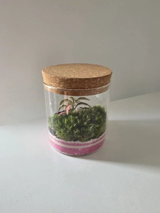 Terrario con Fittonia Rosa y Piedras