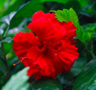 Hibisco Flor Roja Pétalo Doble